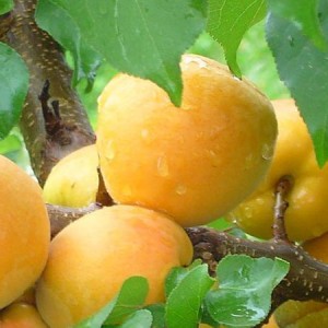 Абрикос Хонобах