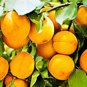 Абрикос Шиндахлан