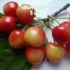 Комплект 5шт / Черешня Краса Кубани: фото и описание