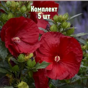 Комплект 5шт / Гибискус Кренберри Краш