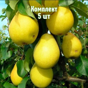 Комплект 5шт / Груша Чижовская
