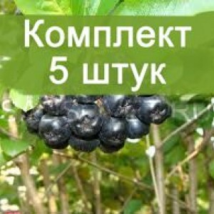 Комплект 5шт / Рябина черная (сеянец от 20см)