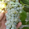 Комплект 5шт / Виноград Грушевский белый: фото и описание